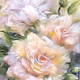 Картина из шерсти Кремовые розы, Картины, Санкт-Петербург,  Фото №1