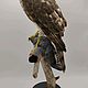 Заказать Чучело ястреба перепелятника с добычей снегирь. Birdmantaxidermy-. Ярмарка Мастеров. . Подарки для охотников и рыболовов Фото №3