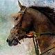 watercolor - Horse
