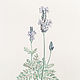Botanical watercolor, Lavender. Pictures. Belasla. My Livemaster. Фото №4