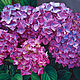 Painting 'Pink hydrangea' oil on canvas 70h70 cm, Pictures, Moscow,  Фото №1