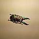 Брошь № 7 Жук-олень. Brooch № 7 Lucanus. Брошь-булавка. Сергей Август (AugS). Ярмарка Мастеров.  Фото №5