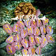 Runes Pink, Scandinavian, set, rose quartz, Runes, Koshehabl,  Фото №1