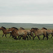 Старинные домики, мельница