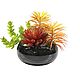 Small succulents in black ceramic planter. Plants. best-coll-mos. Online shopping on My Livemaster.  Фото №2