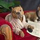 Дезет Фарфоровая собака. Шарнирный American bully Американский хулиган. Шарнирная кукла. FROZENWORLD.ART by Людмила Григоровская (bjdanimals). Интернет-магазин Ярмарка Мастеров.  Фото №2