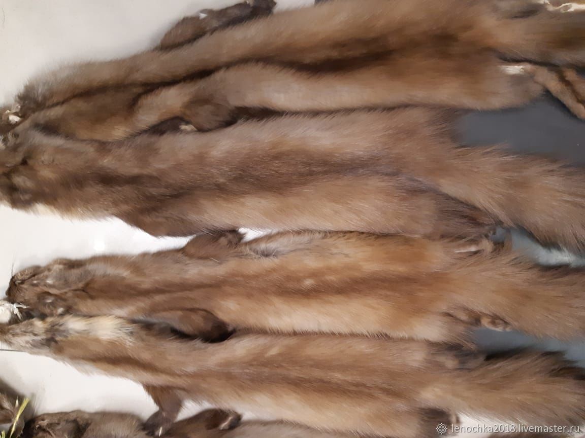 Меховые шкурки. Меховые шкурки. Мех шкурки куница русь. Связка пушнины. Шкурка куницы.