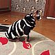 Clothing for cats ' Shirt warm - Zebra'. Pet clothes. Happy-sphynx. Online shopping on My Livemaster.  Фото №2
