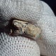 Необработанный Эфиопский Опал - 3,55 ct (13*13*6,5 Мм). Минералы. Сокрытое в Листве. Ярмарка Мастеров.  Фото №5