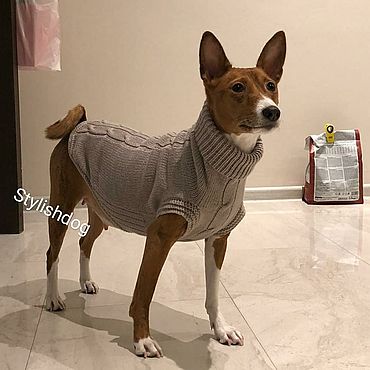 одежда для собак басенджи