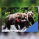  3D магнит Три медведя на рыбалке с рыбой №27, Магниты, Киров,  Фото №1