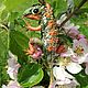 Lizard brooch 'Francoise'. Brooches. verelli (verelli). Online shopping on My Livemaster.  Фото №2