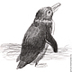 Картина Пингвинчик, птица темно-серый черный белый серый графика, Картины, Москва,  Фото №1