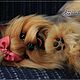 Заказать Йорк, Бивер йорк куклы в разных вариантах и размерах. ArtDogsDollsCollection-Юлия Мальцева. Ярмарка Мастеров. . Мягкие игрушки Фото №3