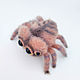 Order Felt Toy: Jumping Spider. Nika Yakicheva. Livemaster. . Felted Toy Фото №3