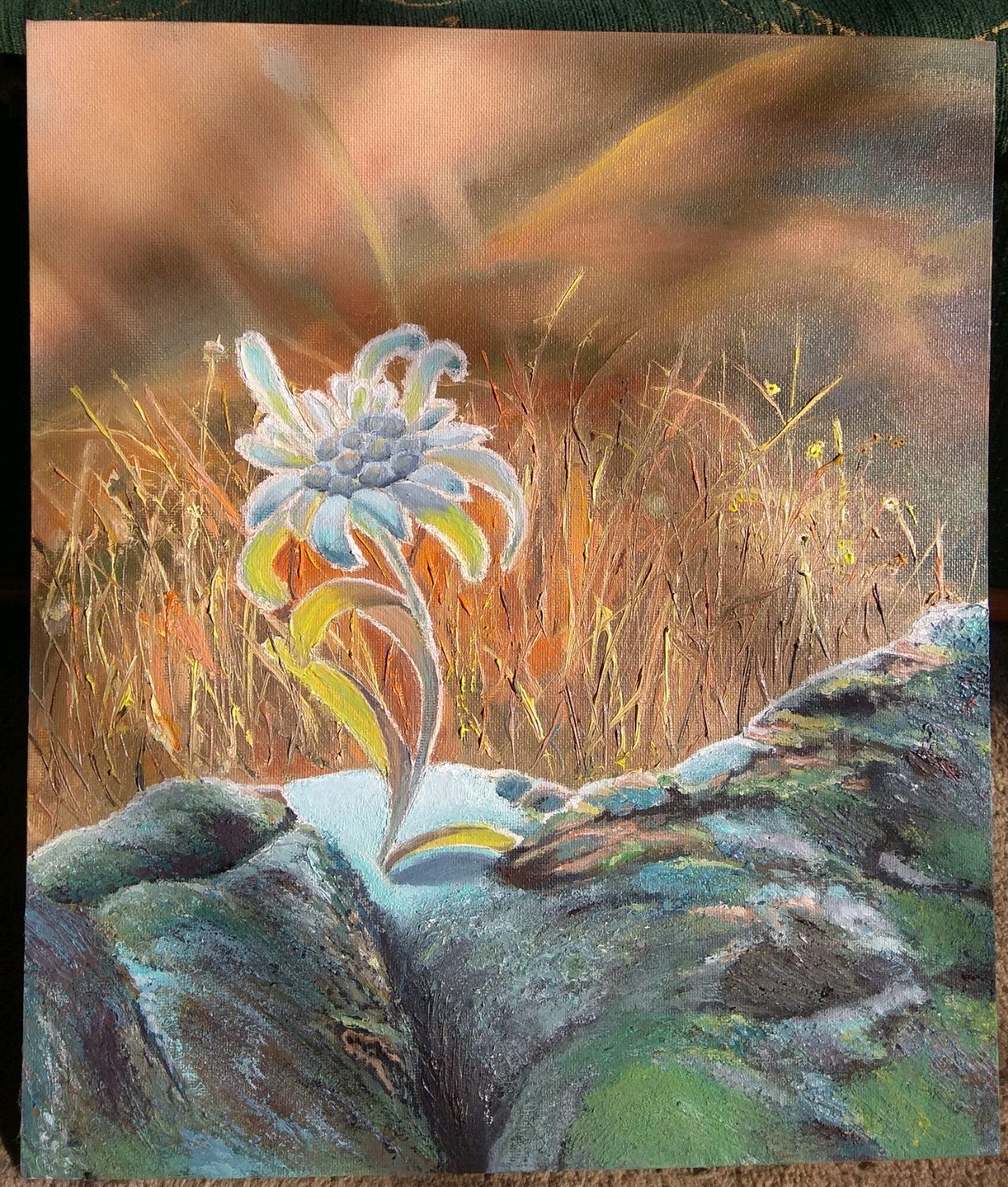 Цветок Эдельвейс живопись
