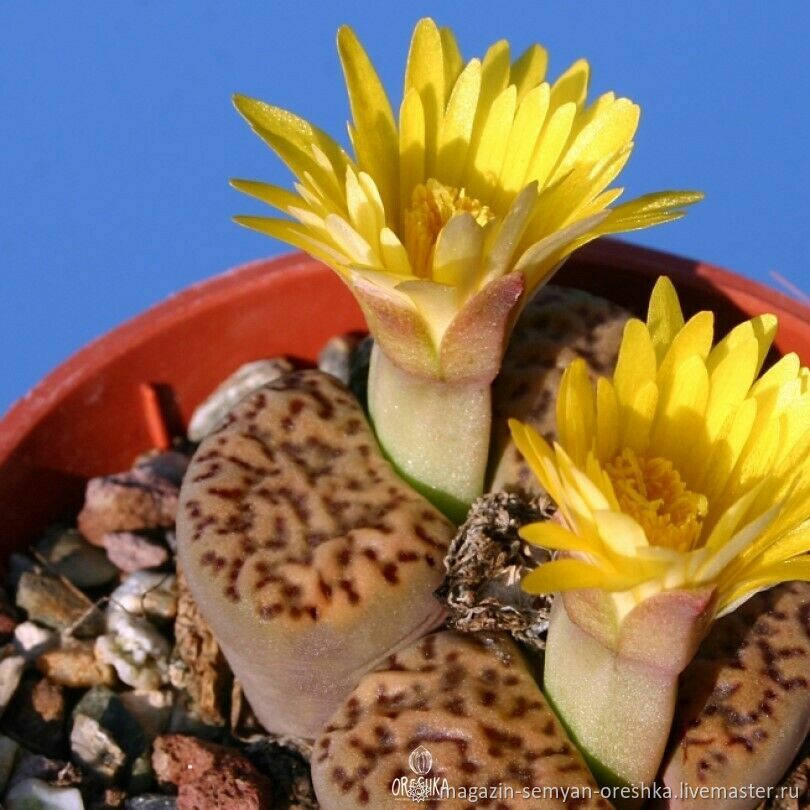 Суккулент Литопс Lithops bromfieldii v. insularis C-043 семена 10 ШТ в ...