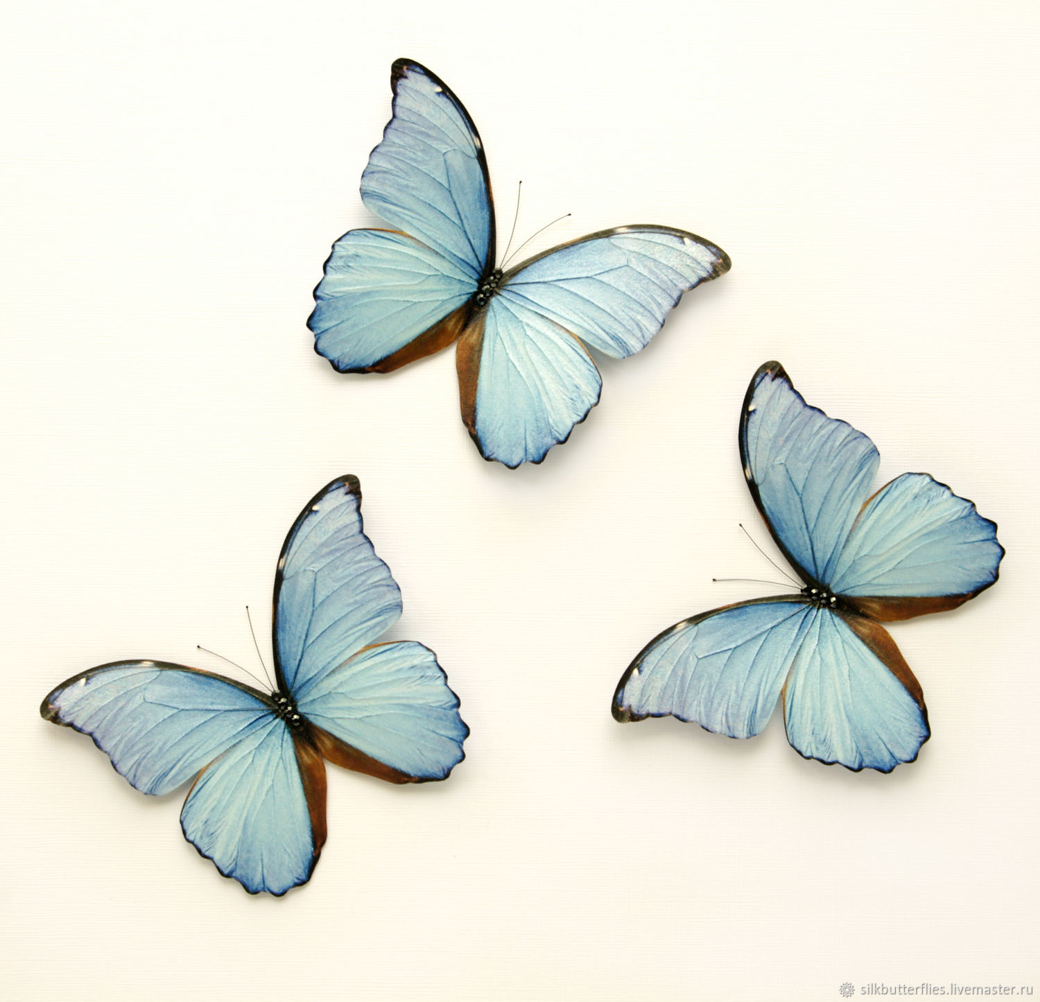Розово голубая бабочка. Бабочка Алтайская голубая Ордынка. Бабочка рисунок. Торт «бабочки». Бабочки светло голубые.