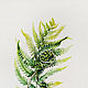 Fern, Botanical watercolour. Pictures. Belasla. My Livemaster. Фото №4