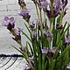 Лаванда из полимерной глины. Композиции. my_polymer_flowers. Интернет-магазин Ярмарка Мастеров.  Фото №2