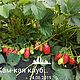 Дивная. Клумба. Каменская клубника. Ярмарка Мастеров.  Фото №5