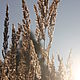 Коллекция фотокартин "Солнце в травах затерялось", Фотокартины, Москва,  Фото №1