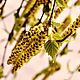 Birch catkins and pollen exclusive-hydrolate. Tonics. MYLNITSA. Online shopping on My Livemaster.  Фото №2