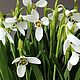 Подснежники из полимерной глины (холодный фарфор). Композиции. Lovely flower. Ярмарка Мастеров.  Фото №5