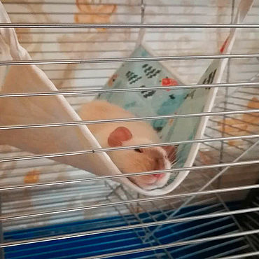Способы изготовления лежанки для крысы