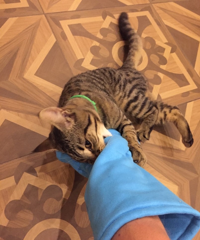 Кот доволен, рука защищена.