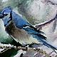 Картина маслом на картоне СОЙКА ГОЛУБАЯ BLUE JAY в раме, Картины, Ижевск,  Фото №1