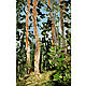 Pine painting 'Summer landscape', oil, Pictures, Izhevsk,  Фото №1