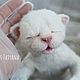 Soft toys: Newborn kitten. Stuffed Toys. KravetsTatyana. Online shopping on My Livemaster.  Фото №2