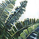 Banana palm Bali oil Painting, Pictures, Moscow,  Фото №1