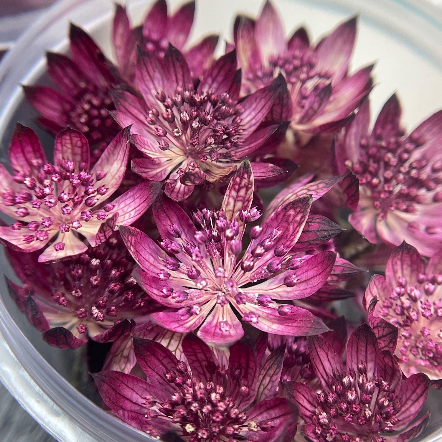 Astrantia ROMA срезка