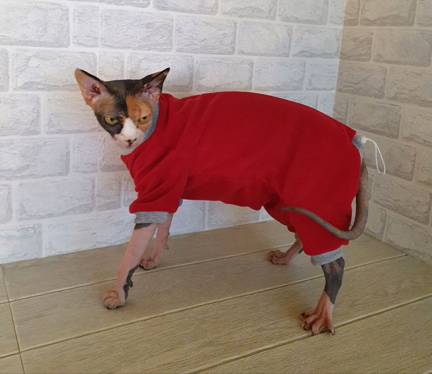 Cat clothes "Fleece jumpsuit "Lady in red" купить на Ярмарке