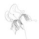Elena
Фрагмент работы / Fragment
Белый ирис / тушь, перо на бумаге
White iris / ink on paper