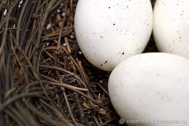 Яйца птиц фото с названиями голубого цвета