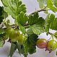 Крыжовник из полимерной глины. Растения. Людмила. Интернет-магазин Ярмарка Мастеров.  Фото №2