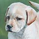 Oil Painting on Canvas “Curious Puppy”. Pictures. Artist Iuliia Kravchenko (realism-painting). My Livemaster. Фото №4