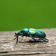 Textile brooch beetle Bronze. Brooches. Heat hands (TeplOlino). My Livemaster. Фото №4