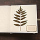 Album for herbarium Tenderness (mini-format, for 20 plants). Photo albums. Albums and notebooks (Anna). My Livemaster. Фото №5