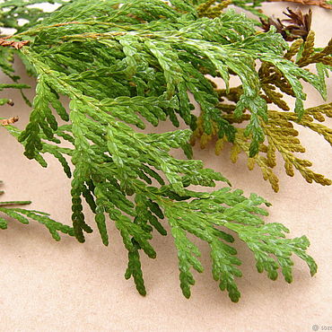 Материалы для творчества ручной работы. Ярмарка Мастеров - ручная работа Натуральные веточки туи. Сухоцветы. Природные материалы. Handmade.