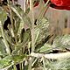 Маки из полимерной глины. Маки из холодного фарфора. Цветы. Щуркова Елена. Интернет-магазин Ярмарка Мастеров.  Фото №2