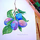  Plums Botanical watercolor. Pictures. vettochka. Online shopping on My Livemaster.  Фото №2