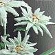 Цветы: Эдельвейс ручной работы из холодного фарфора. Композиции. inna_clayflower (цветы для души). Интернет-магазин Ярмарка Мастеров.  Фото №2