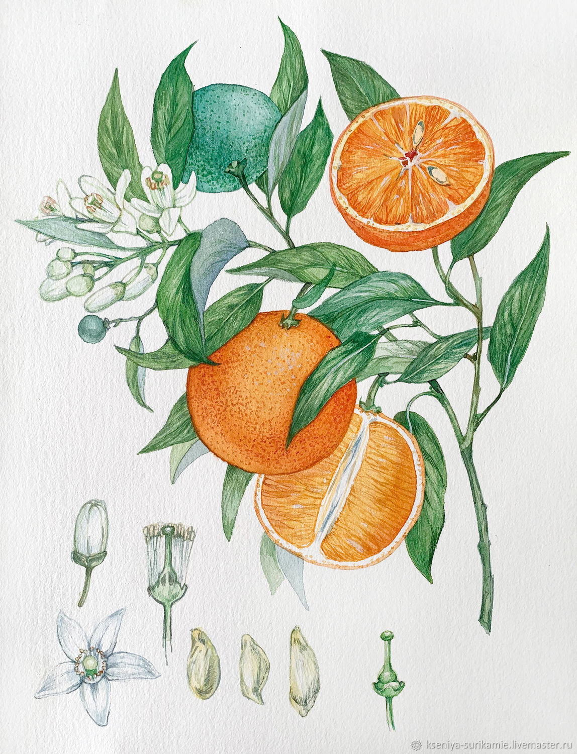 Апельсин Ботаническая иллюстрация