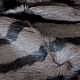 Natural fur-Toscana Raccoon, Fur, Ankara,  Фото №1