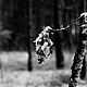  Первый снег. Фотокартины. vitaliy lischinskiy. Ярмарка Мастеров.  Фото №6