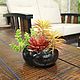 Small succulents in black ceramic planter, Plants, Moscow,  Фото №1